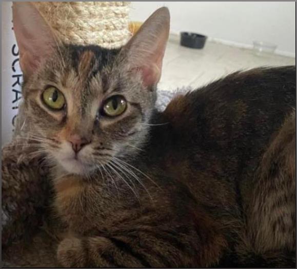 adoptable Cat in Parrish, FL named Lily