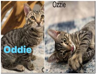 Oddie and Ozzie