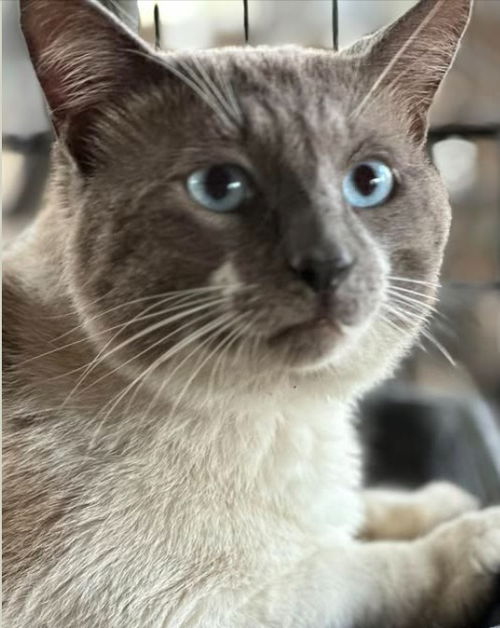 picture of the cat needing adoption