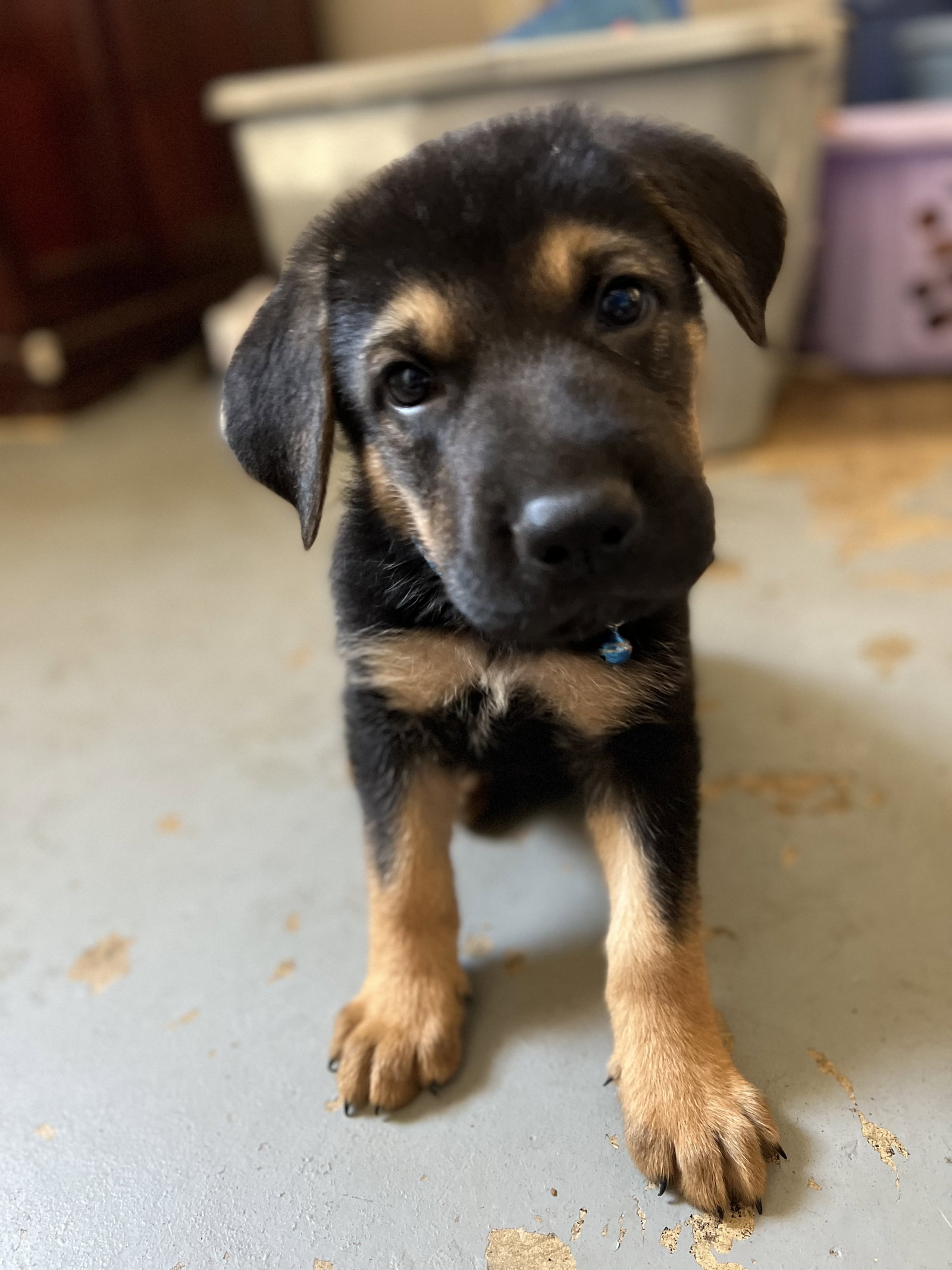 Dog for Adoption Bluey, a German Shepherd Dog in Mission Viejo, CA