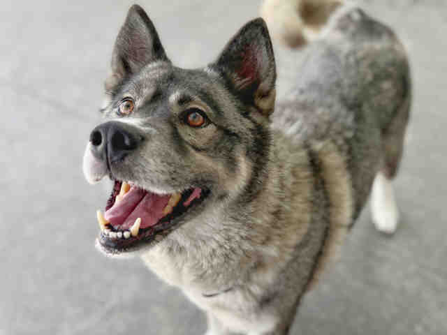 adoptable Dog in Berkeley, CA named SEQUOIA