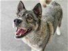 adoptable Dog in berkeley, CA named SEQUOIA