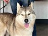 adoptable Dog in berkeley, CA named XAVIER