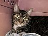 adoptable Cat in berkeley, CA named SUNNY