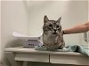 adoptable Cat in berkeley, CA named LANCELOT