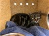 adoptable Cat in berkeley, CA named SOLDIER