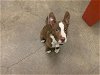 adoptable Dog in berkeley, CA named OTTO
