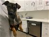 adoptable Dog in berkeley, CA named SMOKEY