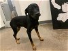 adoptable Dog in berkeley, CA named SAM