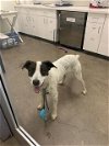 adoptable Dog in  named RALPHIE