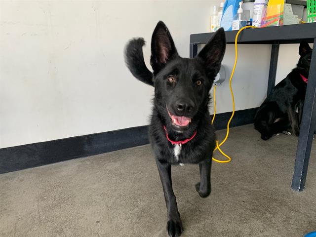 adoptable Dog in Berkeley, CA named ADA