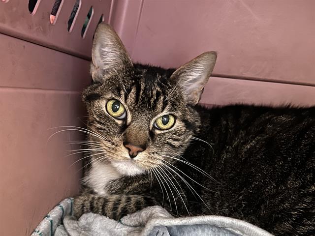 adoptable Cat in Berkeley, CA named SUNNY