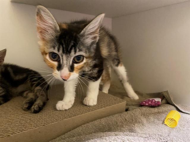 adoptable Cat in Berkeley, CA named ULTRA