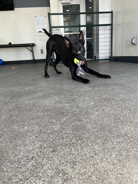 adoptable Dog in Berkeley, CA named HOUND