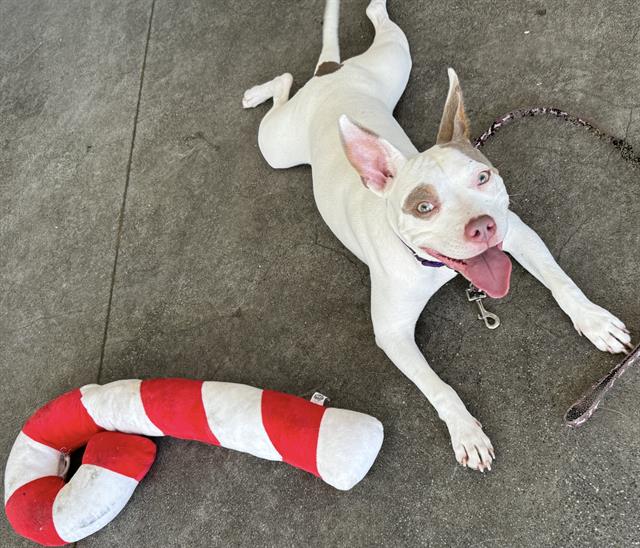 adoptable Dog in Berkeley, CA named HAZEL