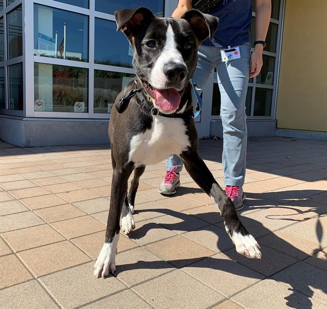 adoptable Dog in Berkeley, CA named RUFUS