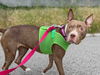 adoptable Dog in berkeley, CA named KAY