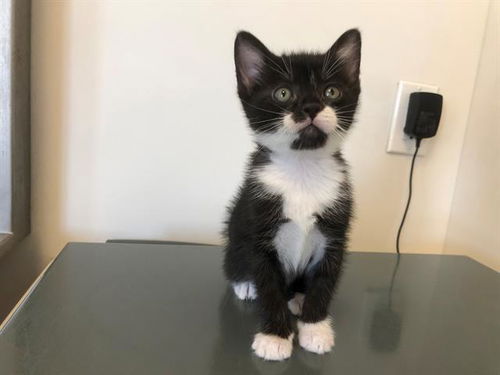 picture of the cat needing adoption