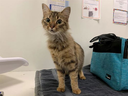 picture of the cat needing adoption