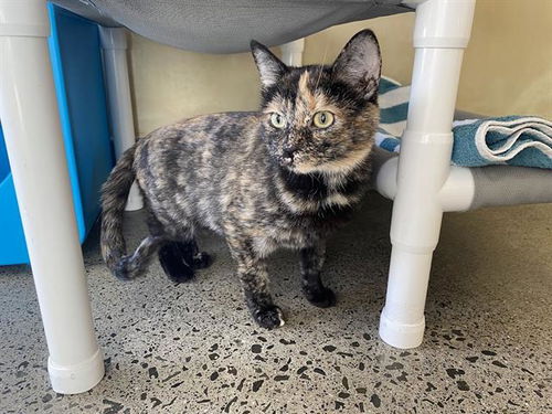 picture of the cat needing adoption