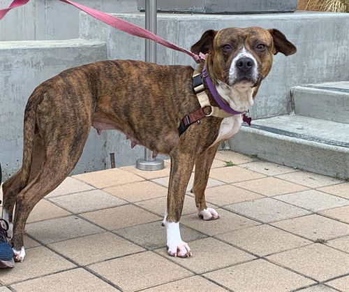 picture of the dog needing adoption