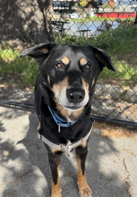 picture of the dog needing adoption