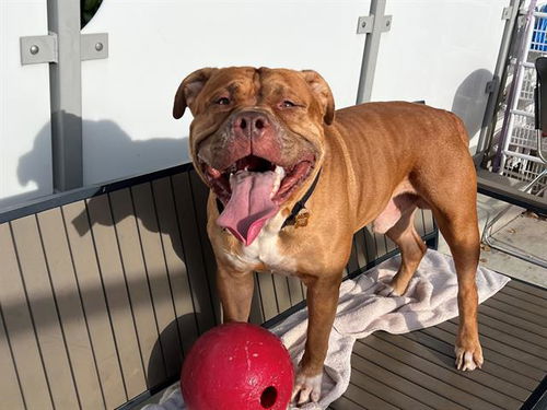 picture of the dog needing adoption