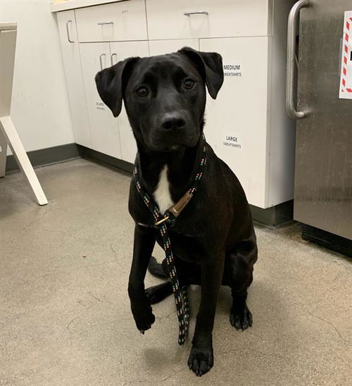 picture of the dog needing adoption