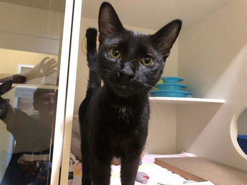 picture of the cat needing adoption