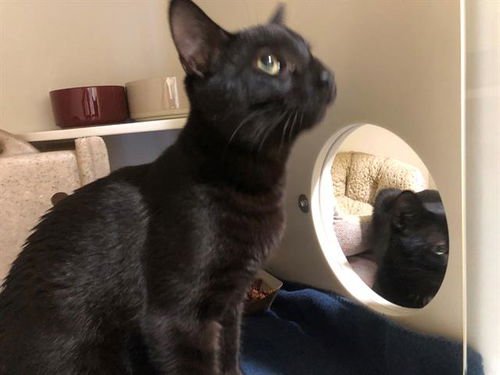 picture of the cat needing adoption