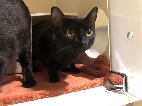 picture of the cat needing adoption