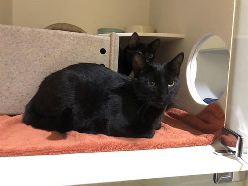 picture of the cat needing adoption
