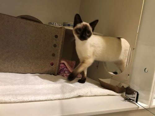 picture of the cat needing adoption