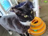 adoptable Cat in berkeley, CA named CLARA
