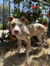 adoptable Dog in  named BELLA