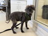 adoptable Dog in berkeley, CA named DONOVAN