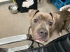 adoptable Dog in berkeley, CA named JULIAN