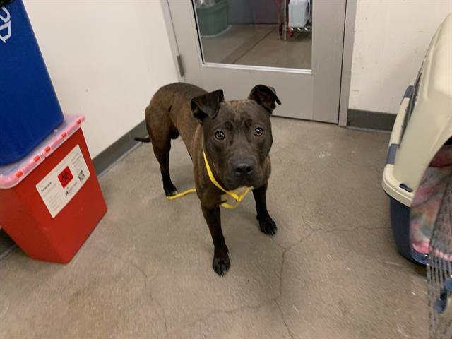 adoptable Dog in Berkeley, CA named CHIP