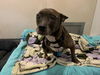 adoptable Dog in berkeley, CA named BEATRIZ