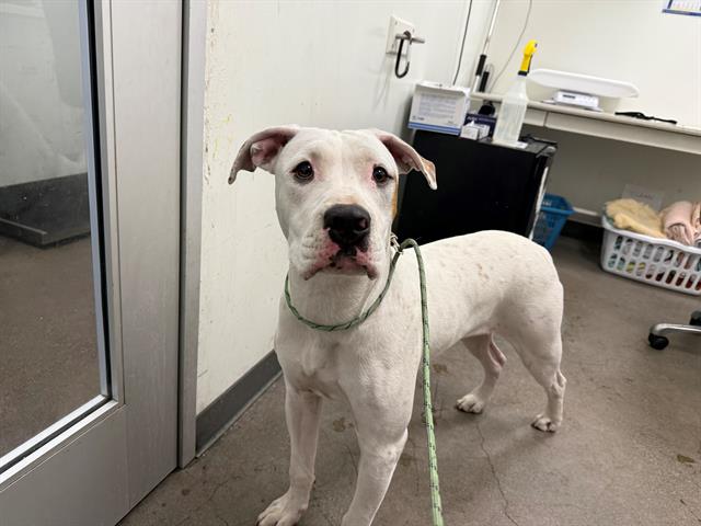 adoptable Dog in Berkeley, CA named MONTEREY