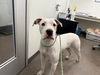 adoptable Dog in  named MONTEREY