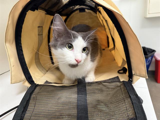 adoptable Cat in Berkeley, CA named EMERY