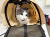adoptable Cat in berkeley, CA named EMERY