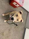 adoptable Dog in  named LEON