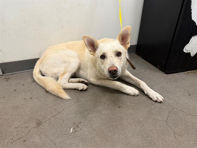 adoptable Dog in Berkeley, CA named CAPTAIN MORGAN