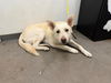 adoptable Dog in  named CAPTAIN MORGAN