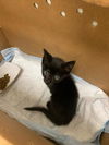 adoptable Cat in berkeley, CA named KNOCK KNOCK