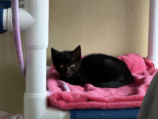 adoptable Cat in Berkeley, CA named KNOCK KNOCK