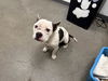 adoptable Dog in berkeley, CA named BOJJI