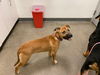 adoptable Dog in berkeley, CA named LADY